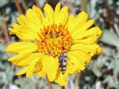 Acmaeodera tuta