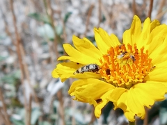Acmaeodera tuta