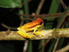 Dendropsophus rhodopeplus