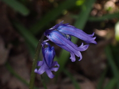 Hyacinthoides non-scripta