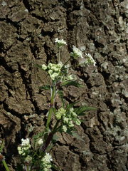 Anthriscus sylvestris
