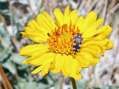 Acmaeodera tuta