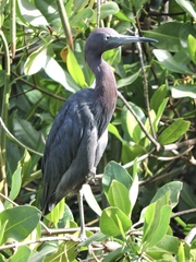 Egretta caerulea