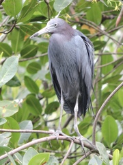 Egretta caerulea