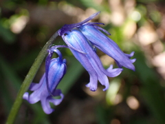 Hyacinthoides non-scripta