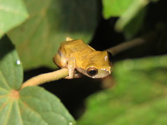 Dendropsophus koechlini
