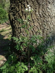 Anthriscus sylvestris