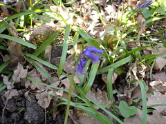 Hyacinthoides non-scripta