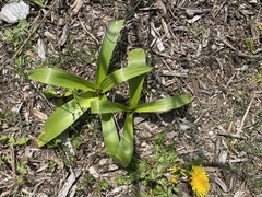 Hyacinthus orientalis
