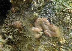 Didemnide de Weigèle photo 4