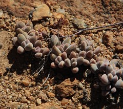 Crassula namaquensis
