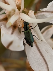 Clanoptilus abdominalis