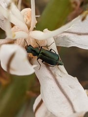Clanoptilus abdominalis