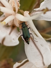 Clanoptilus abdominalis