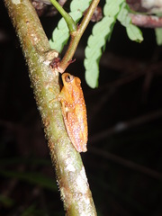Dendropsophus minutus