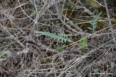 Leuzea conifera