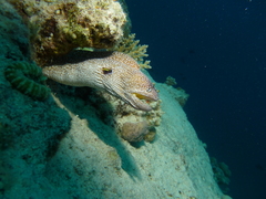 Gymnothorax nudivomer