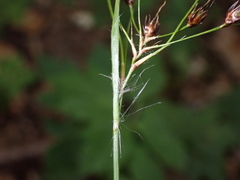Luzula