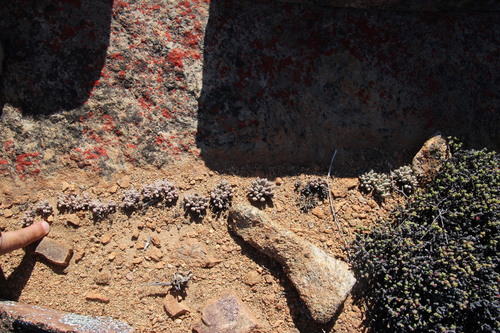 Crassula namaquensis