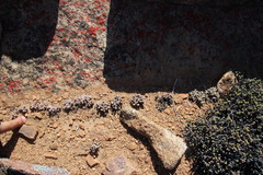 Crassula namaquensis