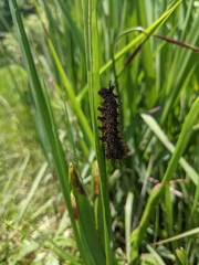 Hemileuca maia