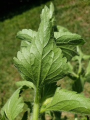 Praxelis clematidea