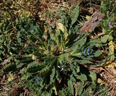 Anchusa arvensis