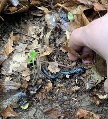 Plethodon glutinosus