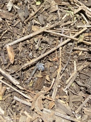 Armadillidium vulgare