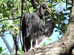 Coragyps atratus