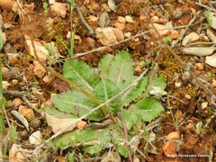 Taraxacum obovatum