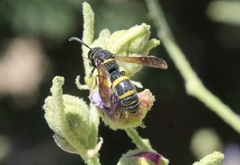 Dolichodynerus vandykei