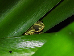 Hyperolius marginatus