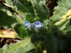 Anchusa arvensis