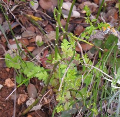 Chrysojasminum fruticans