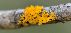 Xanthomendoza oregana