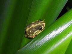 Hyperolius marginatus