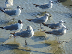 Leucophaeus atricilla