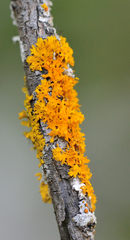 Xanthomendoza oregana
