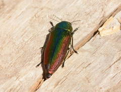 Eurythyrea aurata