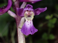 Orchis mascula