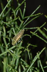Sphenoptera ignita