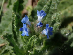Anchusa arvensis