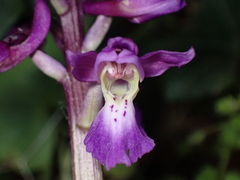 Orchis mascula