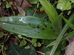 Orchis mascula