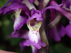 Orchis mascula