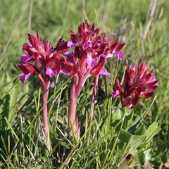 Anacamptis papilionacea papilionacea