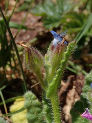 Anchusa arvensis