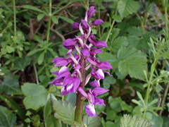 Orchis mascula