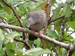 Patagioenas picazuro